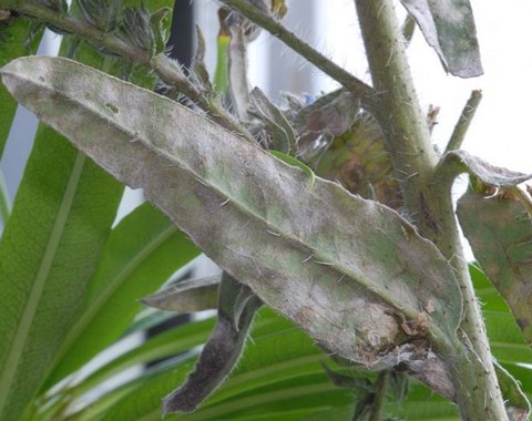 Golovinomyces_ cynoglossi Golovinomyces cynoglossi ( Wallroth 1819 ) V.P. Gelyuta 1988 Wirt: Echinum vulgare - Natterkopf Bemerkungen: auf dem Natterkopf werden 2 echte Mehltaupilze...